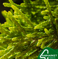 Espirulina